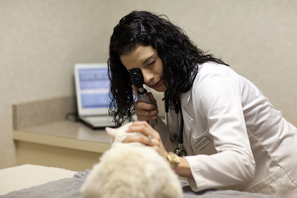 Guide to Veterinarians in Columbus, OH Fauna Care